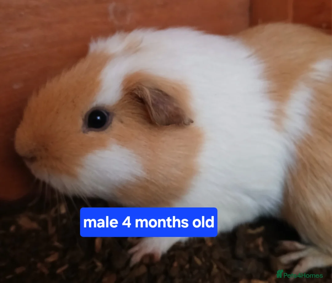 Guinea Pig rodents for sale: Guinea pigs  - Advert 3