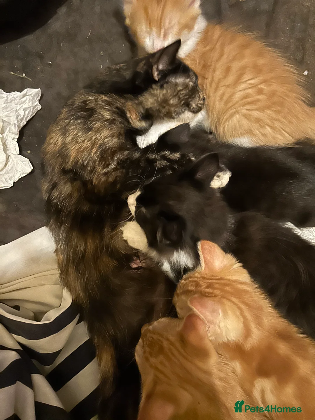 Mixed Breed cats for sale: Ginger tabby’s in Saltash - Advert 2