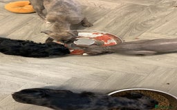 Doxiepoo dogs for sale: Doxipoo puppies READY NOW - Image 17