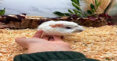 Guinea Pig rodents - Advert 11