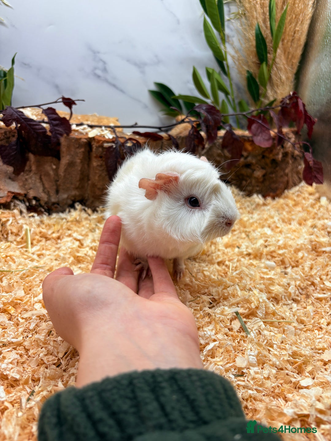 Guinea Pig rodents for sale: 🏡🐹 Multiple Baby Female Guinea Pigs 🐹🏡 - Image 2