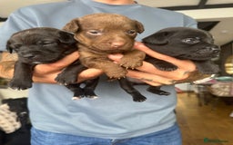 Patterjack dogs for sale: 🐶✨ Patterjack Puppies Ready Soon! ✨🐶 - Image 6