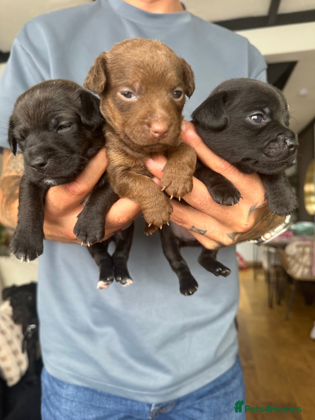 Patterjack dogs for sale: 🐶✨ Patterjack Puppies Ready Soon! ✨🐶 - Image 6