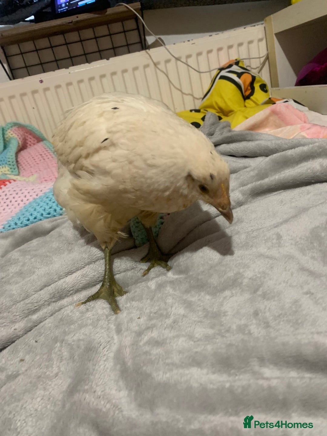 Chickens poultry for sale: 2 chicks for a new home  - Advert 4