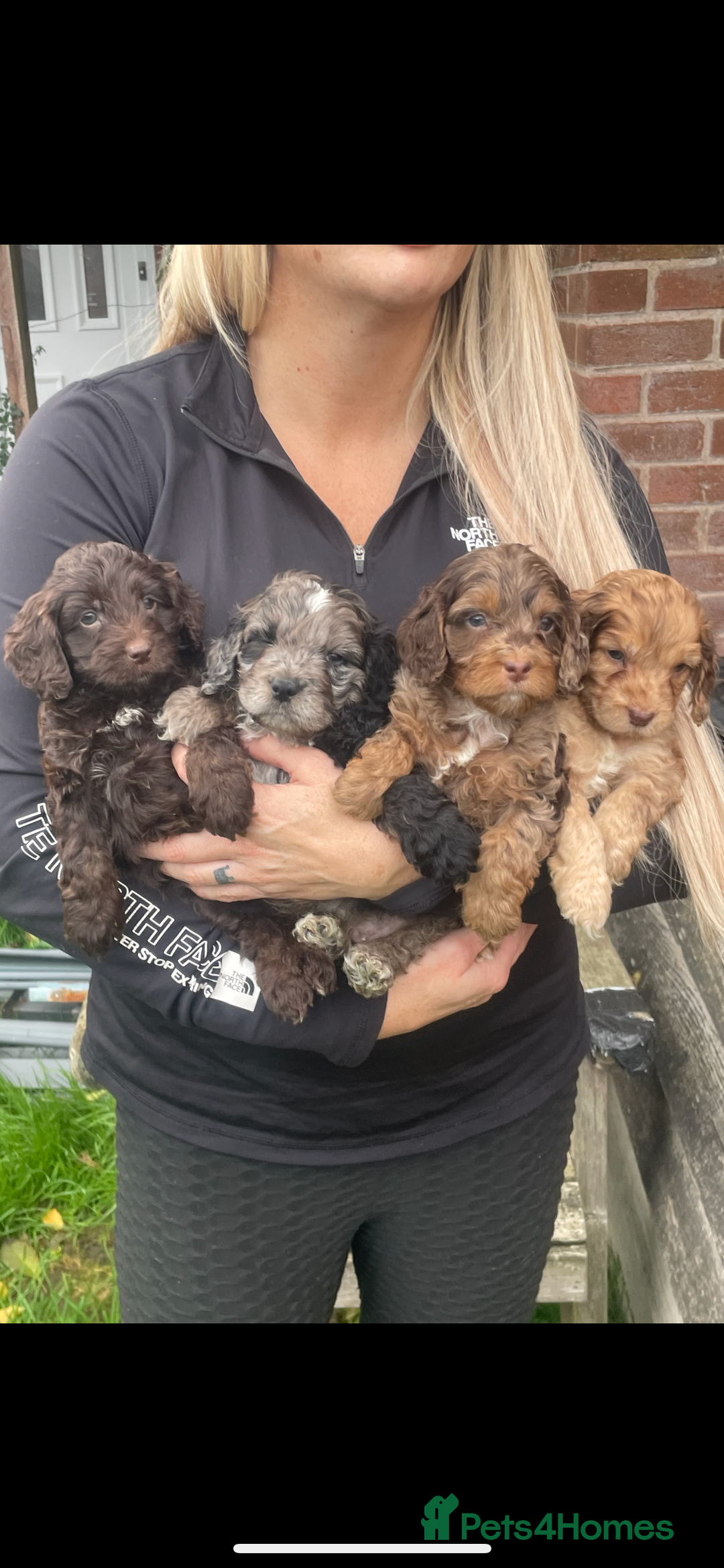 Cavapoo dogs for sale: Cavapoos boys and girls  - Image 4