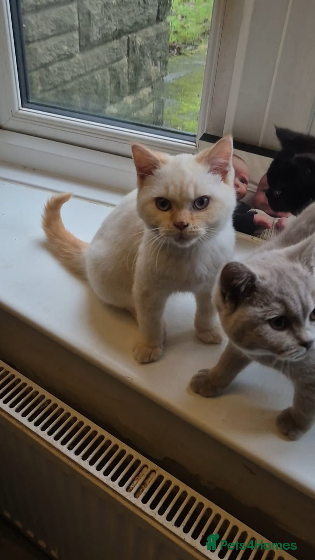 British Shorthair cats for sale: Bsh babies*ready to leave* - Advert 6