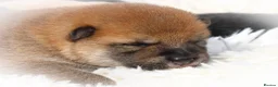 Japanese Shiba Inu dogs for sale: Outstanding original Japanese Shiba Inu puppies  - Advert 23