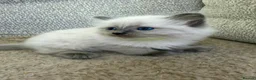 Ragdoll cats for sale: 3 Cute Ragdoll Kittens (Discounts available) - Advert 14