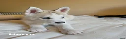 Siberian Husky dogs for sale: 💙♥️ 7 puppies looking for forever home ♥️💙 in Newcastle - Advert 25