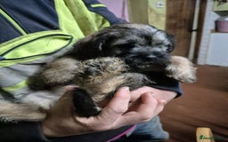 Border Terrier dogs for sale: Border terrier puppies - Image 11