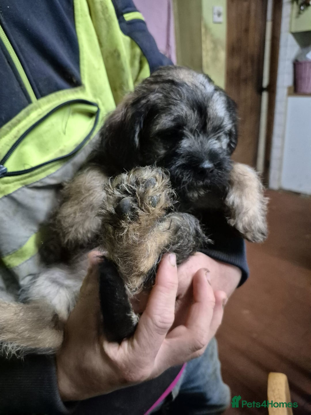 Border Terrier dogs for sale: Border terrier puppies - Image 11