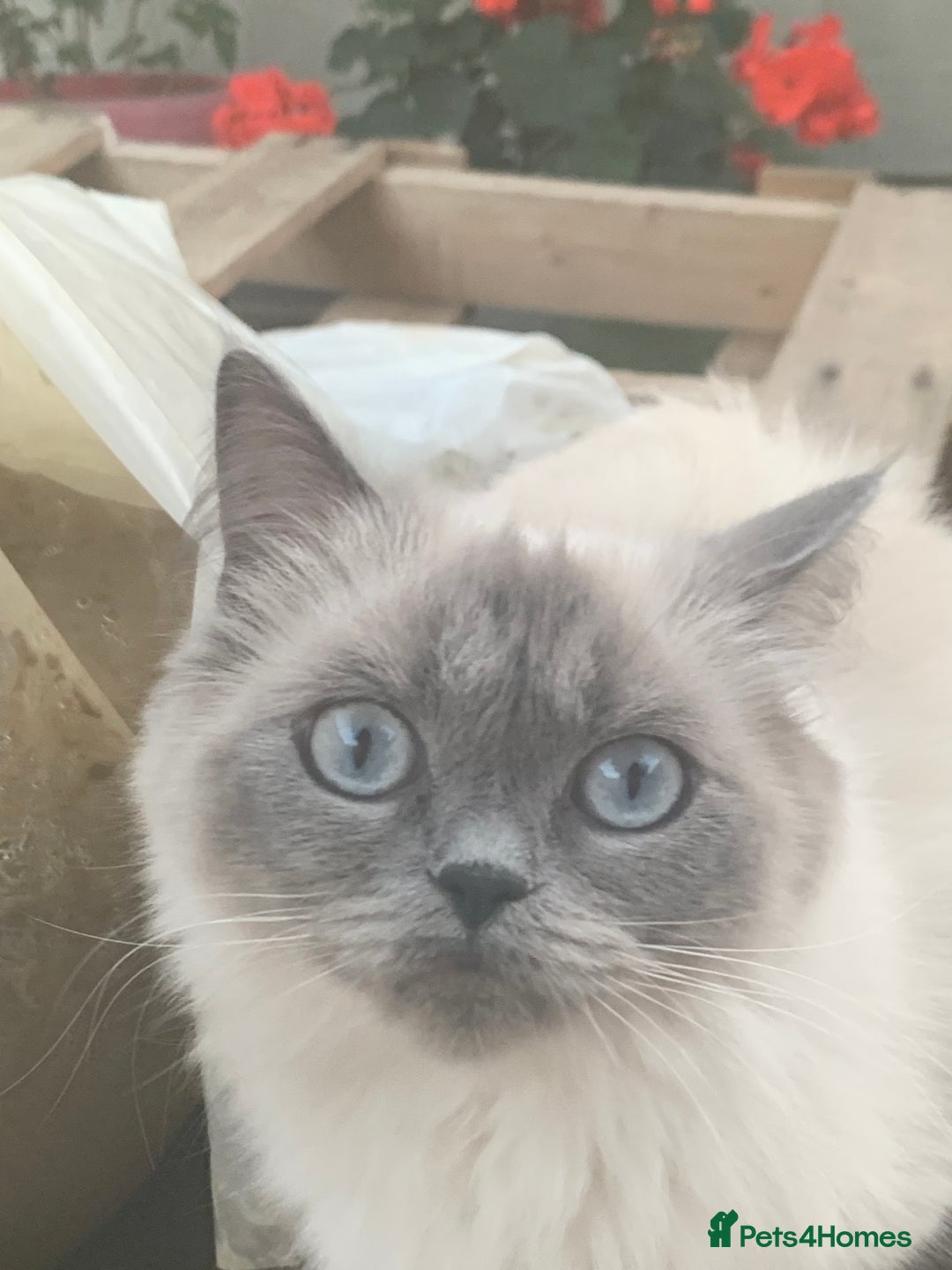 Ragdoll cats for sale: Ragdoll Kittens- 3 Bundles of fluff - Image 5