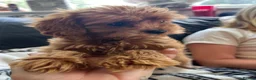 Cavapoo dogs for sale: Cavapoo - Advert 1