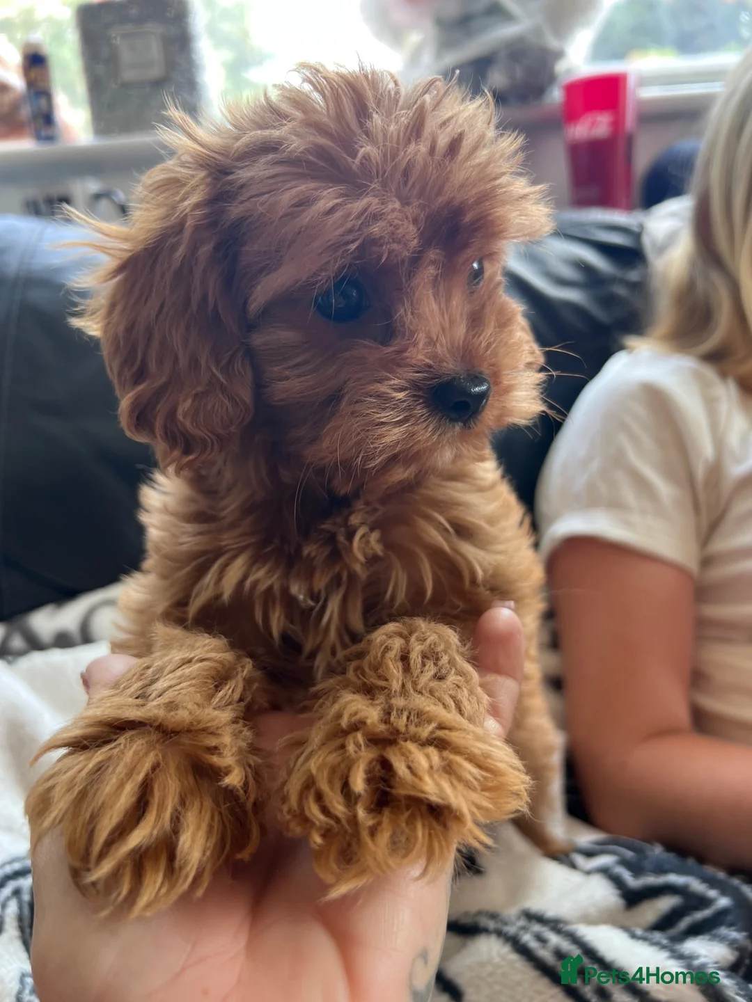 Cavapoo dogs for sale: Cavapoo - Advert 1