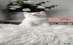 Scottish Fold cats for sale:  Beautiful Scottish Fold Kittens × 2 Males - Image 9