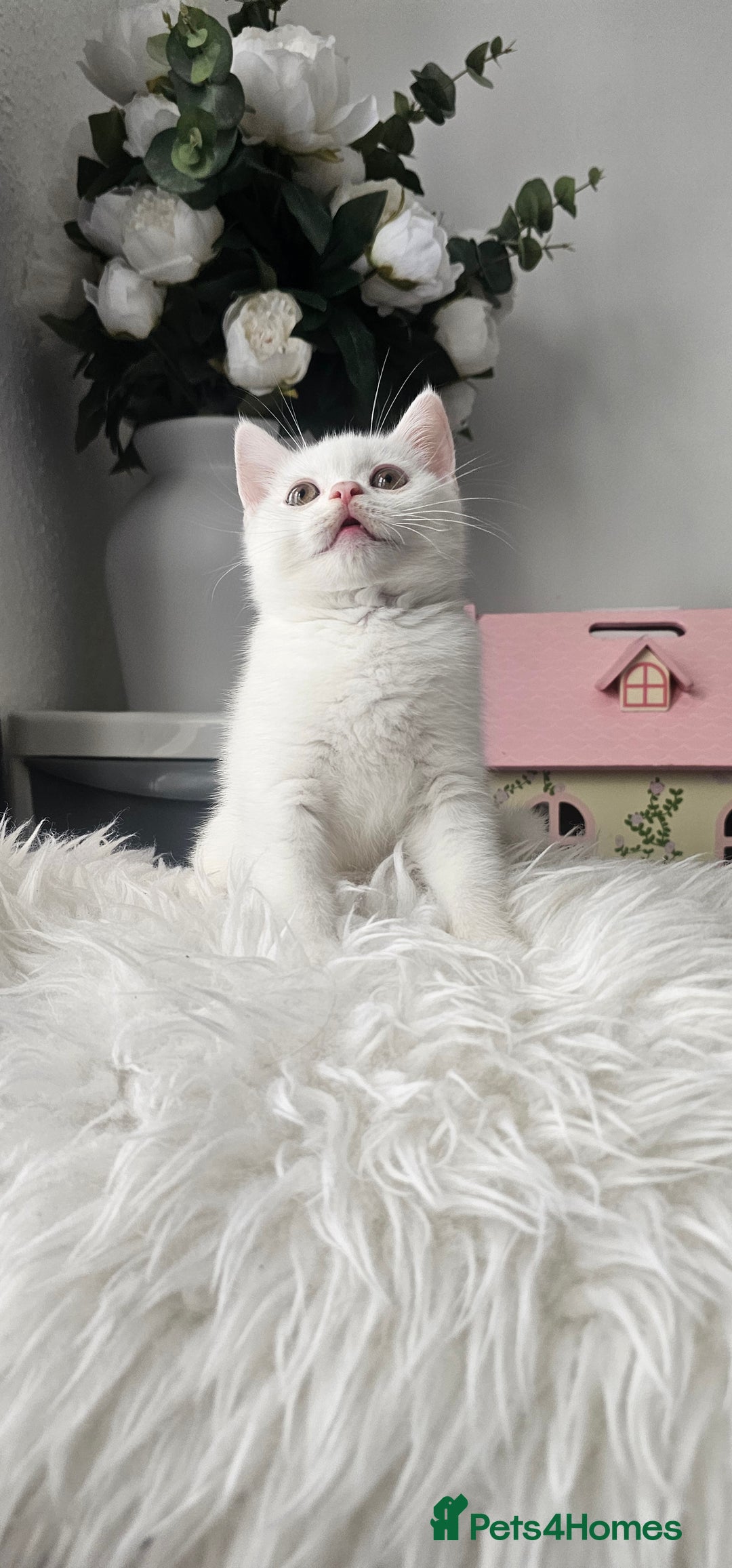 Scottish Fold cats for sale:  Beautiful Scottish Fold Kittens × 2 Males - Image 9