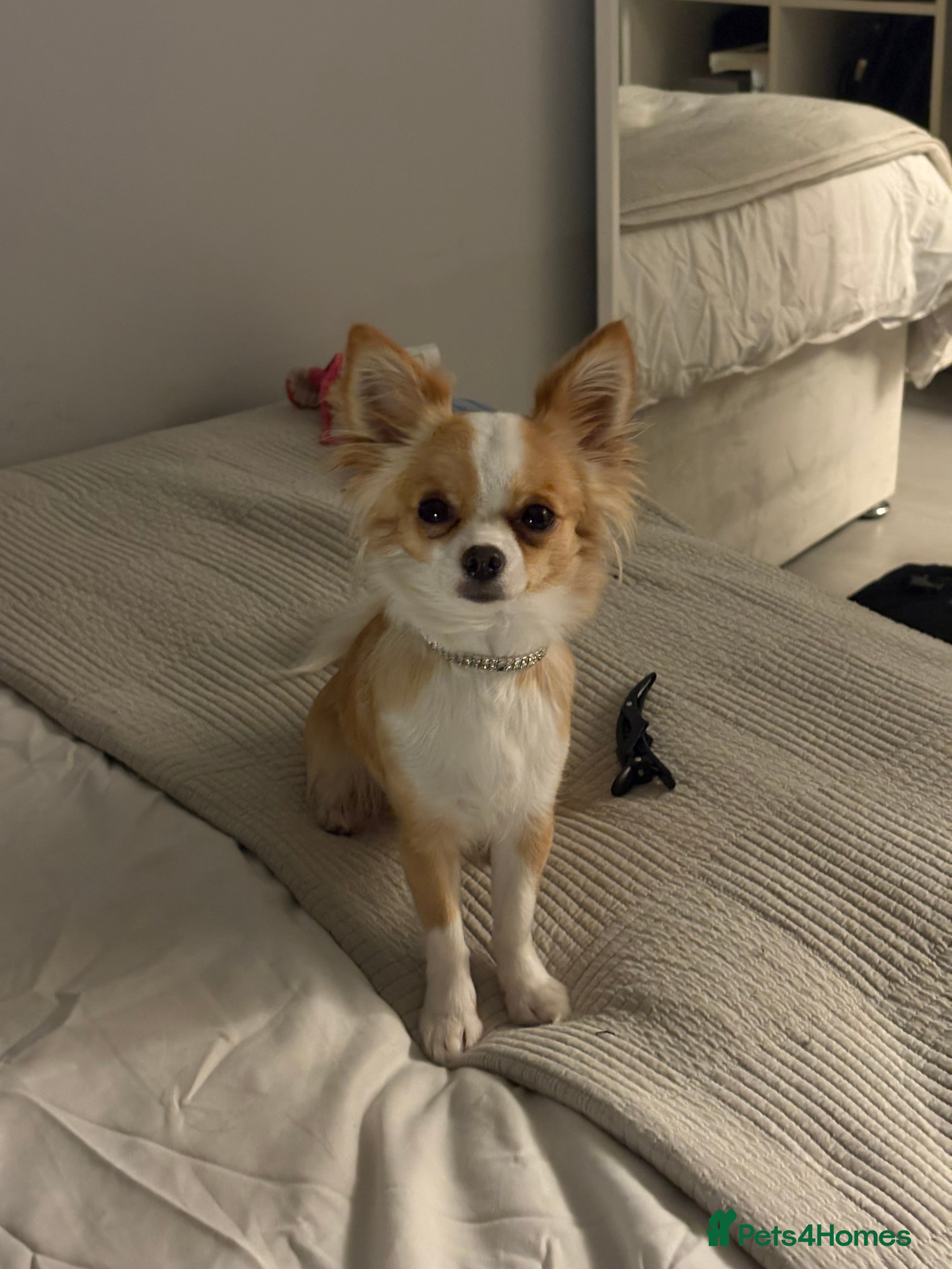 Chihuahua dogs Mila for stud: Chihuahua X 1/4 Jack Russell - Advert 1