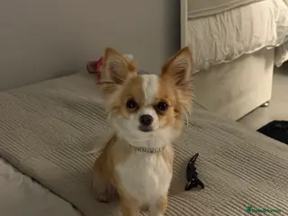 Chihuahua dogs Mila for stud: Chihuahua X 1/4 Jack Russell - Advert 1