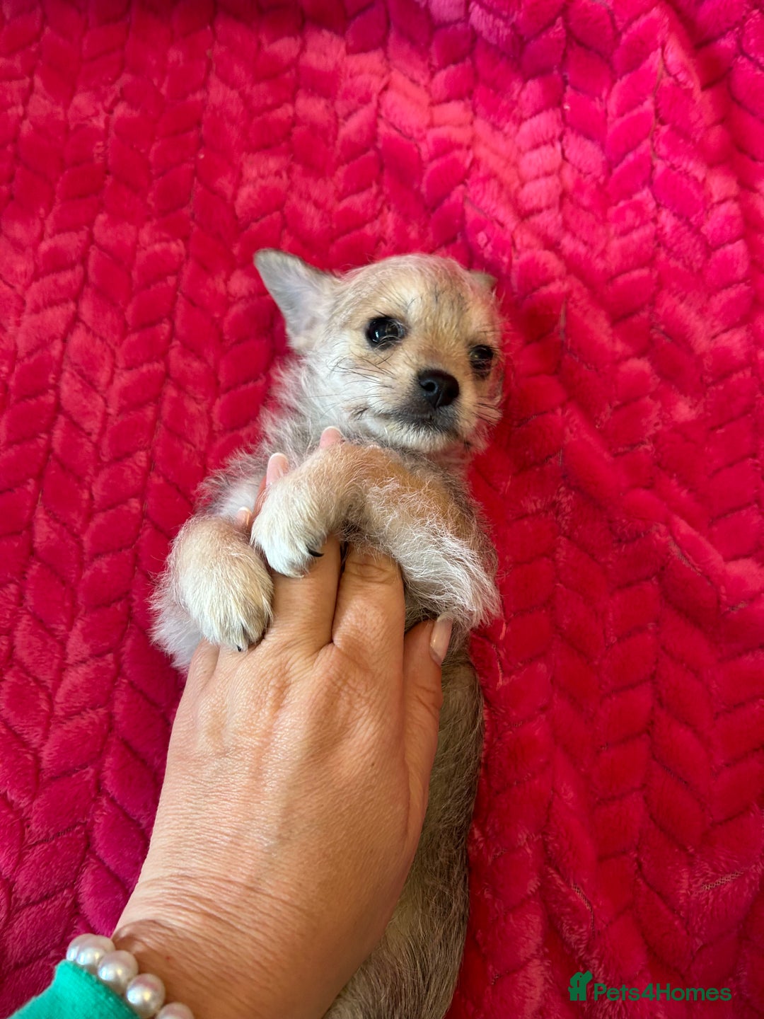 Chipoo dogs for sale: Tiny Chihuahua / Asian toy poodle  - Image 5