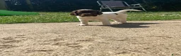 English Springer Spaniel dogs for sale: Gorgeous springer spaniel pups - Advert 16