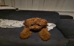 Cockapoo dogs for sale: Female cockapooF2B - Image 5