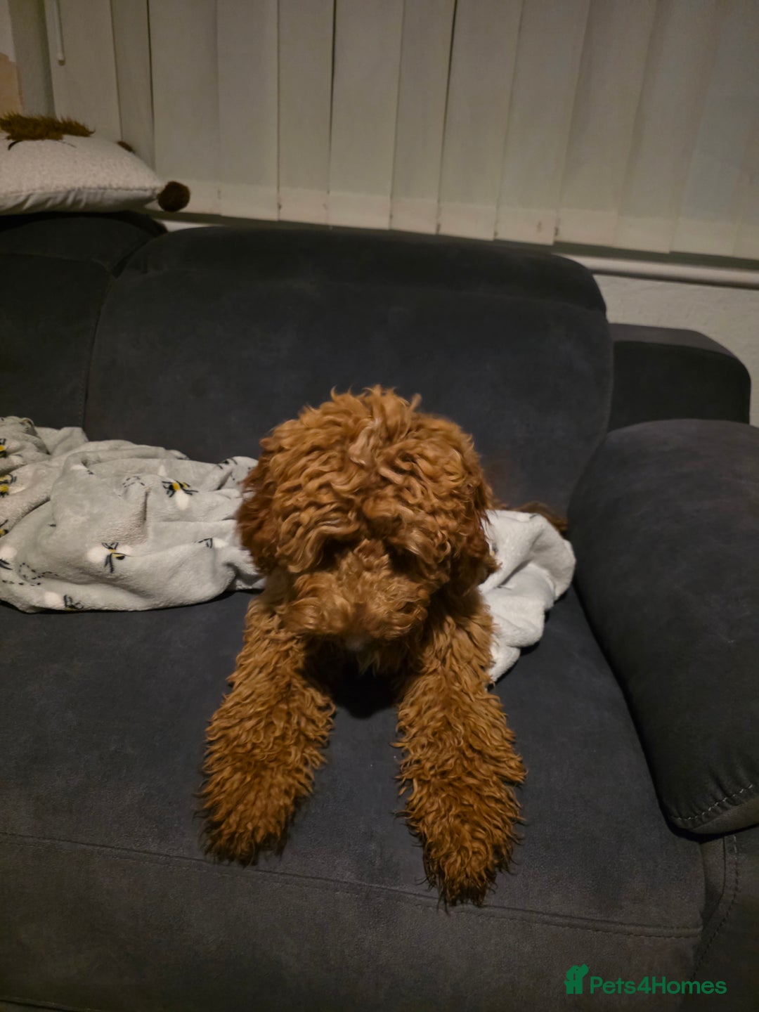 Cockapoo dogs for sale: Female cockapooF2B - Image 5