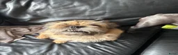 Mixed Breed dogs for sale: Dog for sale  in Immingham - Advert 2