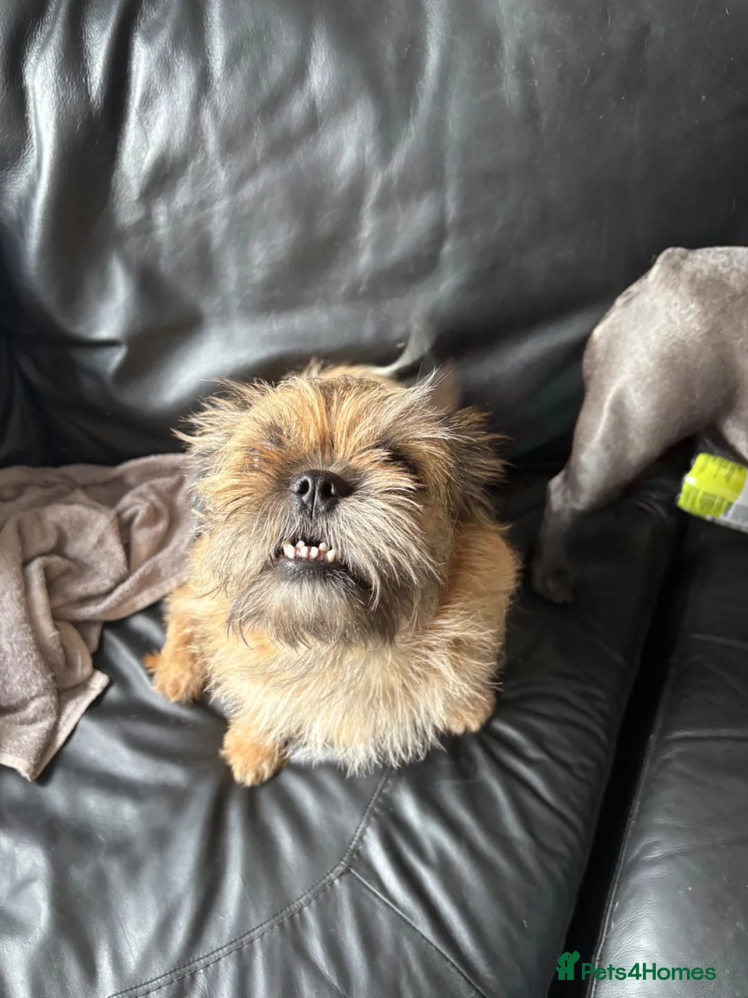 Mixed Breed dogs for sale: Dog for sale  in Immingham - Advert 2