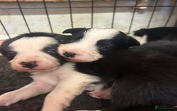 Mixed Breed dogs for sale: Border collie cross/bearded collie puppies  - Image 12