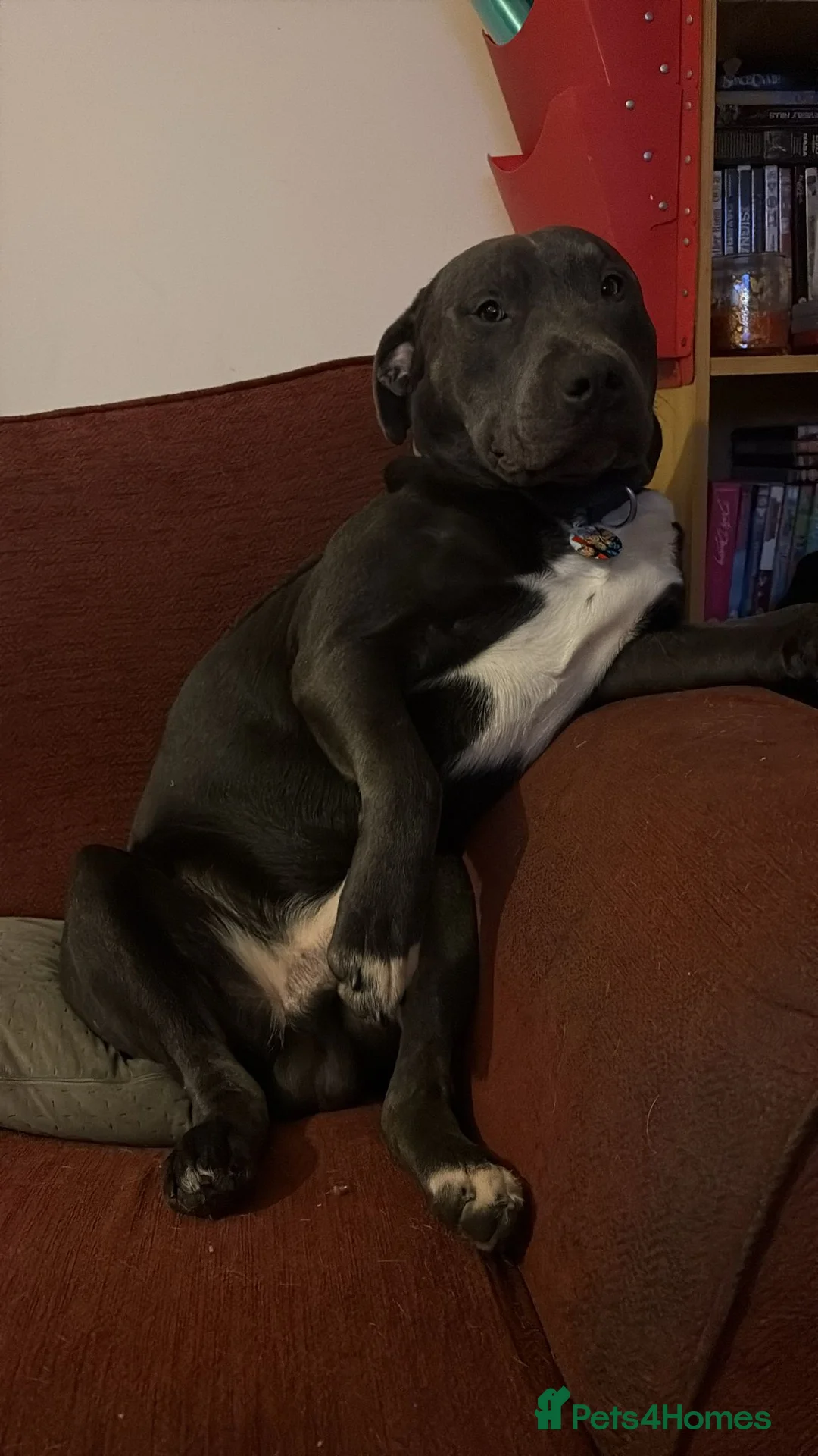 Staffordshire Bull Terrier dogs for stud: Handsome peewee  - Advert 5