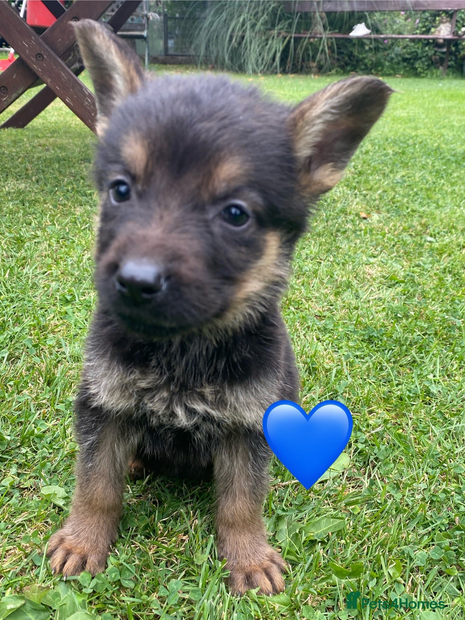 German Shepherd dogs Big chunky farm bred German shepherds ready now. - Advert 12