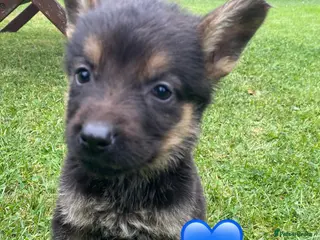 German Shepherd dogs Big chunky farm bred German shepherds ready now. - Advert 2