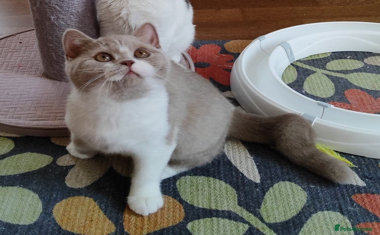 British Shorthair cats - Advert 4