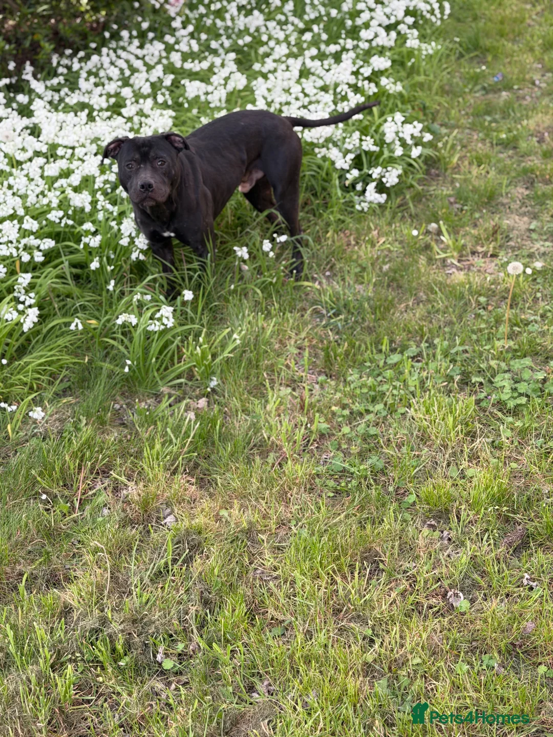 American Bull Staffy dogs for stud: PROVEN AMERICAN STAFF STUD AVAILABLE - Advert 7