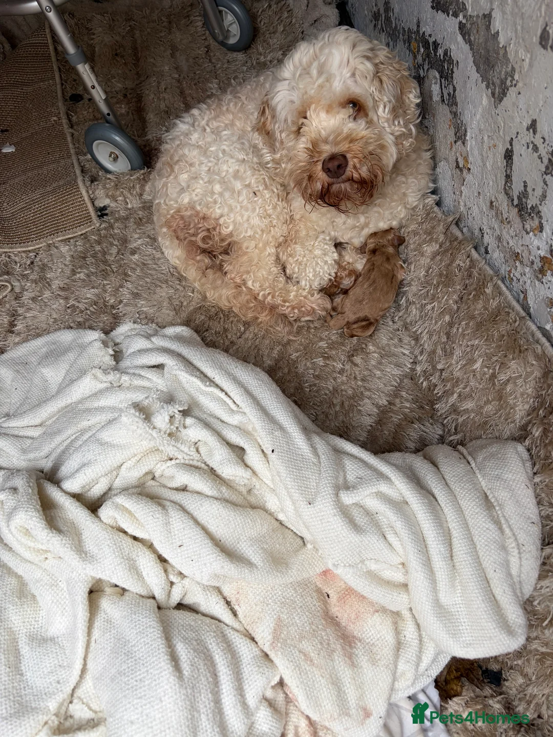 Cockapoo dogs for sale:  Beautiful Male Cockerpoo in Bishop Auckland - Advert 2