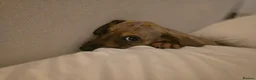 Mixed Breed dogs for adoption: Krissie  - Advert 2
