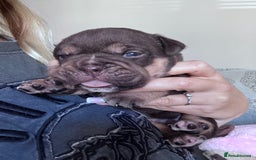 English Bulldog dogs for sale: Self Whelped Healthy English bulldog Babies❤️🤍 - Image 26