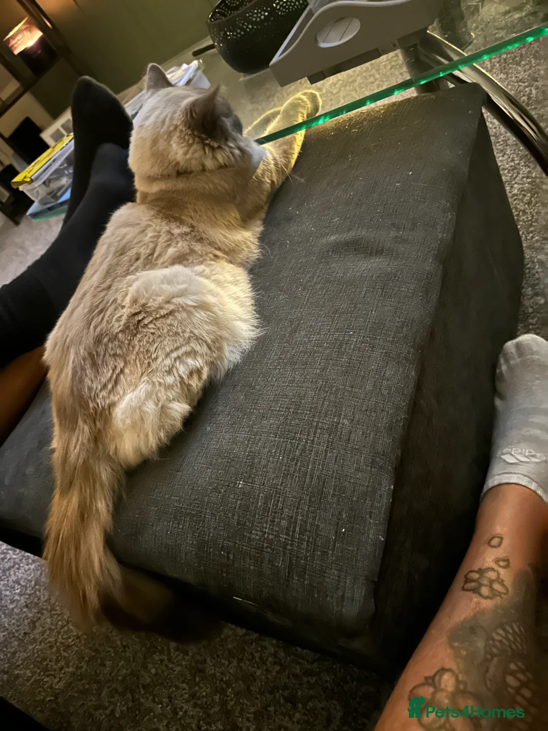 Ragdoll cats for sale: Male blue point ragdoll  - Advert 7