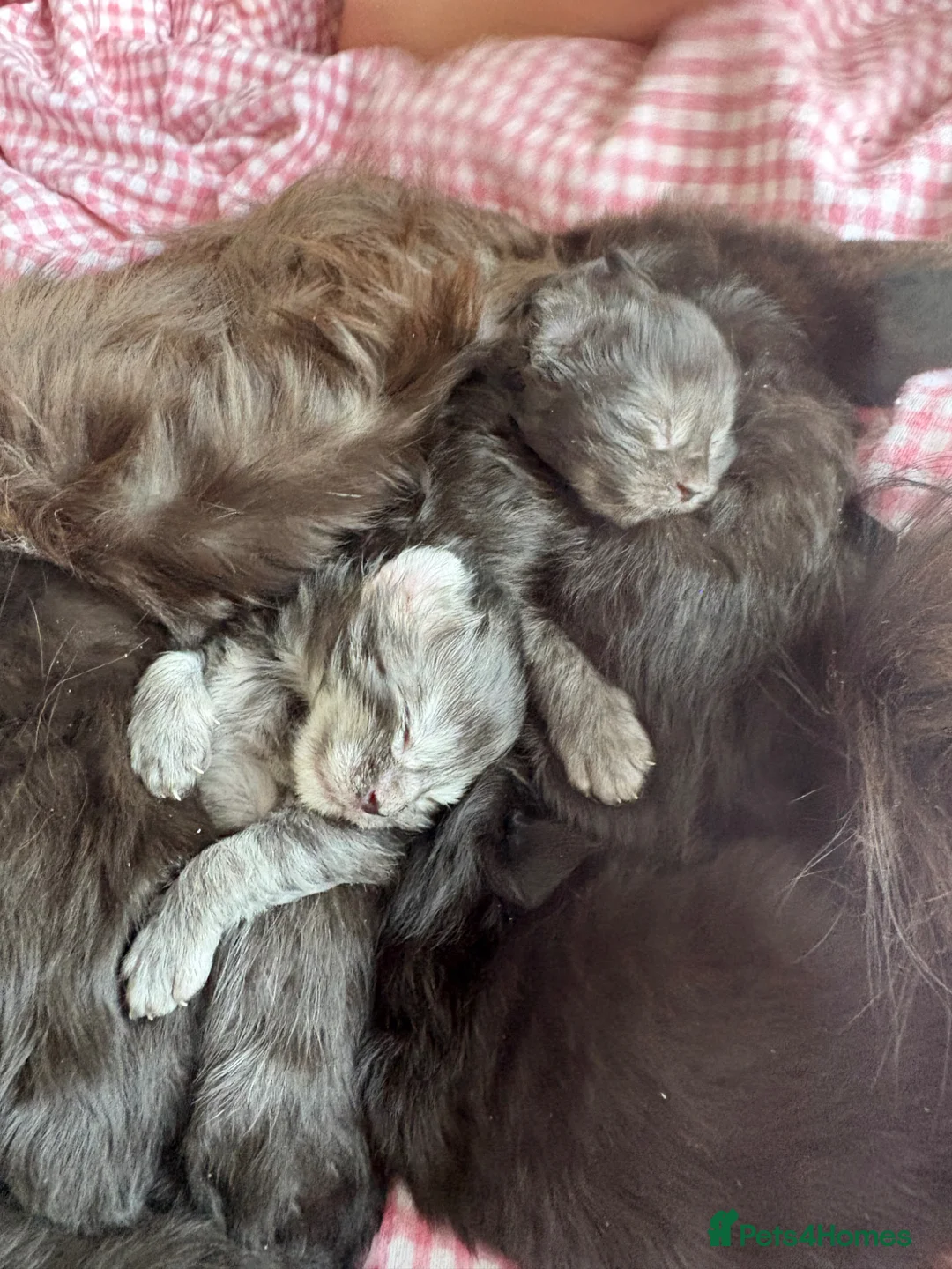 Maine Coon cats for sale: Maine Coon Kittens Russian & European Champ Lines in Cheltenham - Advert 1