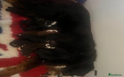 Bernedoodle dogs for sale: 5 tri colour bernedoodle puppies girls only  - Advert 2