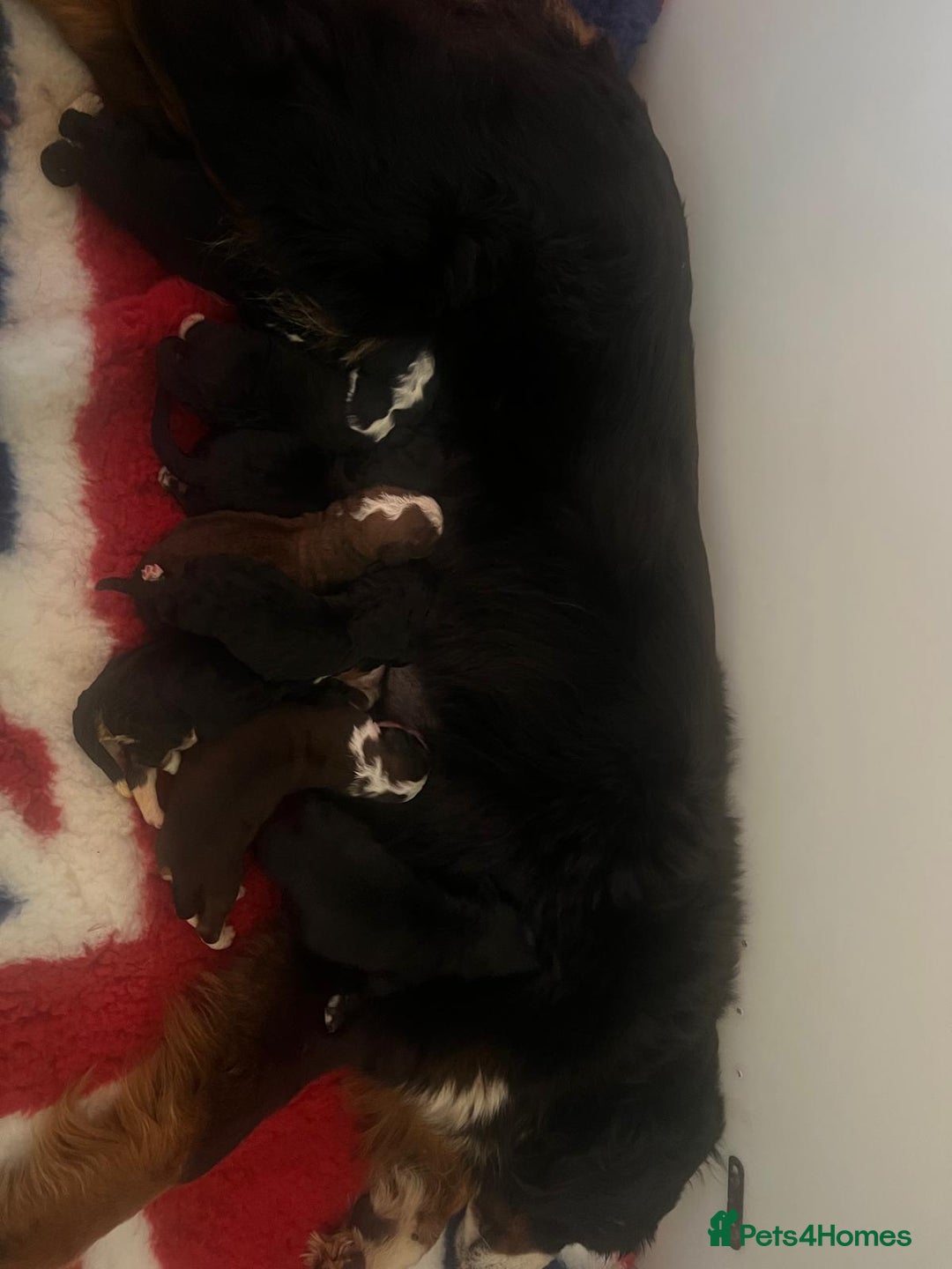 Bernedoodle dogs for sale: 5 tri colour bernedoodle puppies girls only  - Advert 2