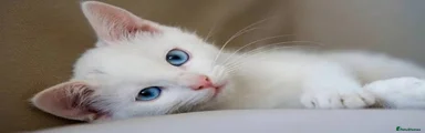 white kitten