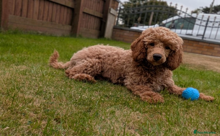 Miniature Poodle dogs - Advert 4