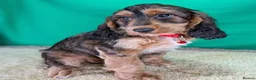 Cockapoo dogs for sale: Gorgeous F1 Cockapoo Puppies  - Advert 8