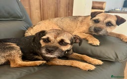 Border Terrier dogs for sale: Beautiful borders  - Image 5