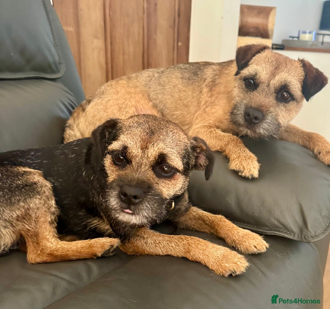 Border Terrier dogs for sale: Beautiful borders  - Image 5