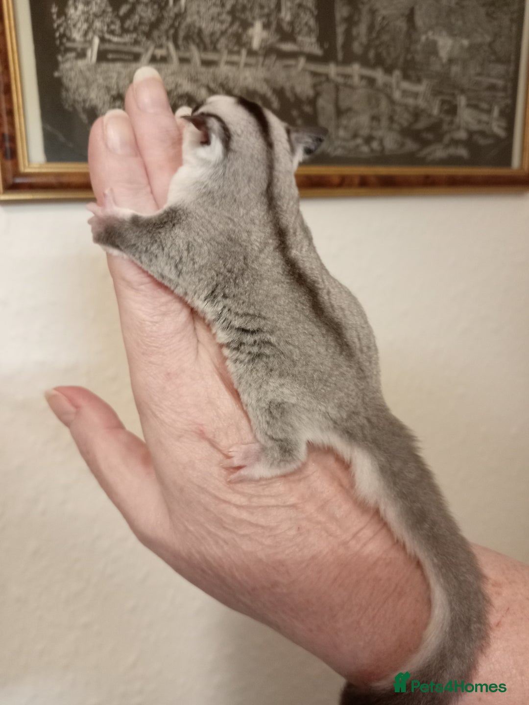 Sugar Glider rodents for sale: Male sugar glider (7 weeks old)  - Image 3