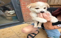 Mixed Breed dogs for sale: German Shepherd x Husky  - Image 4