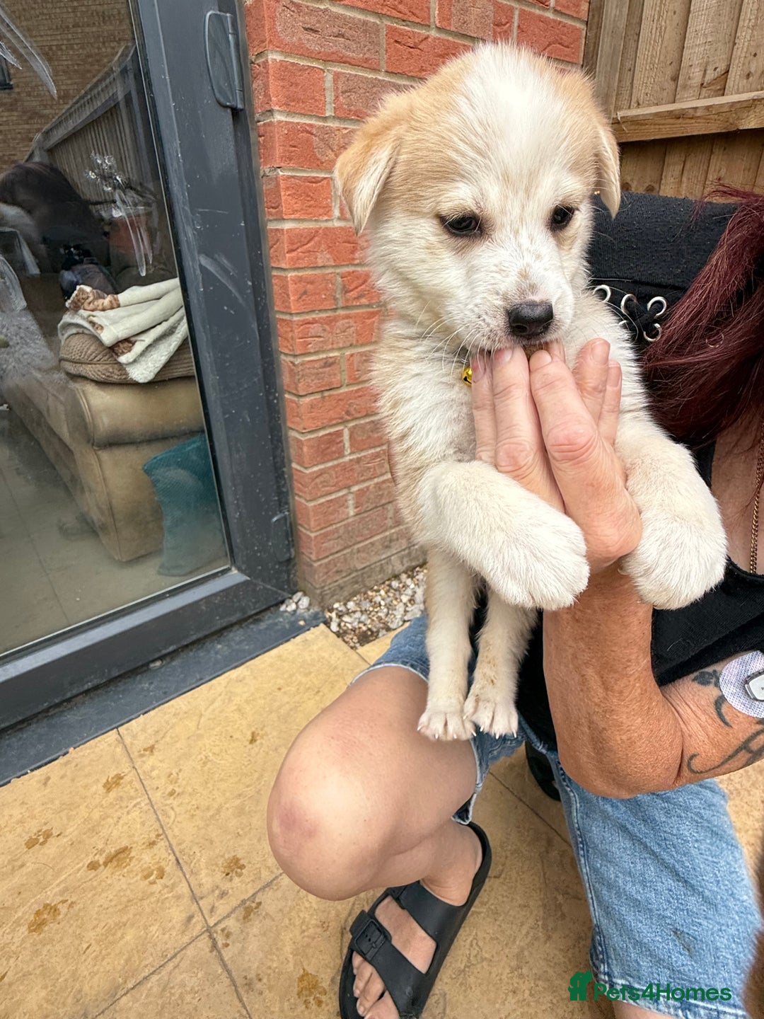 Mixed Breed dogs for sale: German Shepherd x Husky  - Image 4