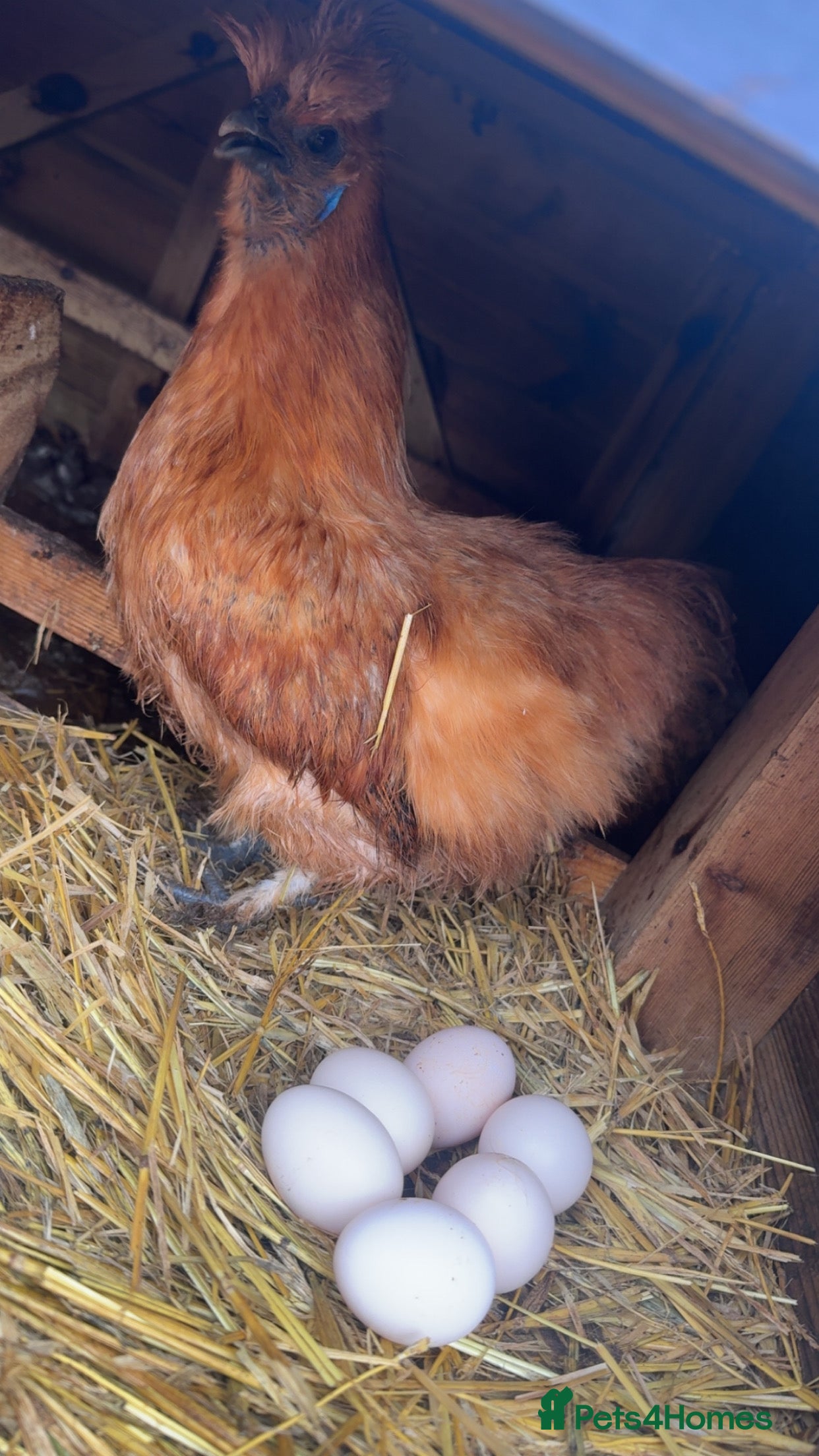 Chickens poultry POL silkies various colours available  - Advert 1